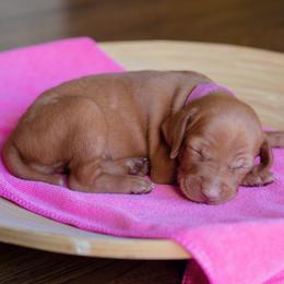 Vizsla Puppies from Wilkes Family Vizslas