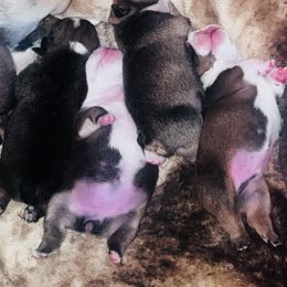 Bulldog Puppies from K&D Bulldogs