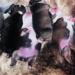 Bulldog Puppies from K&D Bulldogs