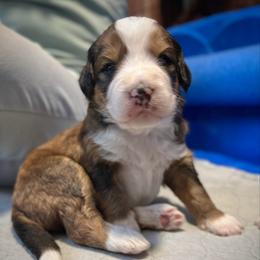 Liberty - Sable female Bernedoodle puppy in Kansas City, Missouri from Beary GoldenDoodles