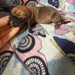 Motunui - Mahogany and white male Basset Hound puppy in Letcher, Kentucky from Hackers Appalachian Basset Hounds