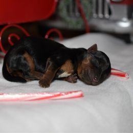 Girl 1 - Gold female Yorkshire Terrier puppy in Carmichael, California from Mckeever's Yorkies