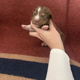 Patty - Red tri-color male Australian Shepherd puppy in Mcmillan, Michigan from Hall-N-Auss Australian shepherds