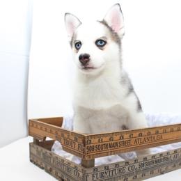 Danica - Gray and white female Pomsky puppy in Murfreesboro, Tennessee from Middle Tennessee Pomskies