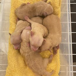 Girl 1 - Apricot female Maltipoo puppy in Las Vegas, Nevada from Maltipoo_vegas