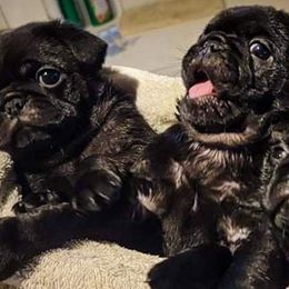 Pugs from Adventure Pug Breeding