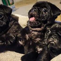 Pugs from Adventure Pug Breeding