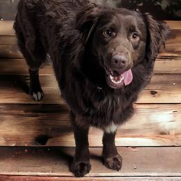 Carmella - Australian Shepherd