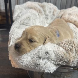 Toby - Light golden male Golden Retriever puppy in Evansville, Wyoming from Pura Vida Golden Retrievers