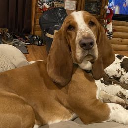 Waylon - Basset Hound