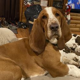 Waylon - Basset Hound