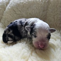 Shihpoo Puppies from Perfect Companion Puppies