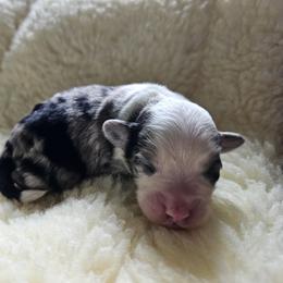 Shihpoo Puppies from Perfect Companion Puppies