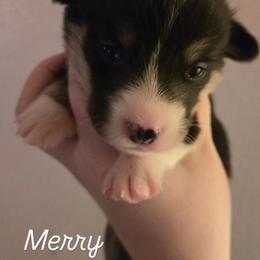 Merry - Black and tan female Pembroke Welsh Corgi puppy in Citrus Heights, California from The Joy of Corgis