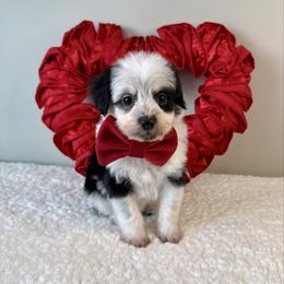 Olaf - Black tri-color male Aussiedoodle puppy in Adams, Nebraska from Boxcar Doodles and Poodles
