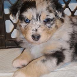 Harlow - Blue merle female Australian Shepherd puppy in Harrodsburg, Kentucky from Triple M Aussies