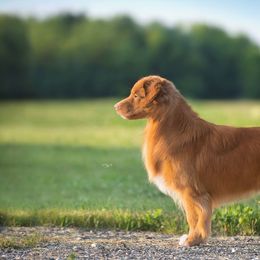 Nova Scotia Duck Tolling Retrievers from WyldeWater Tollers