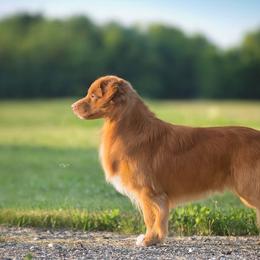 Nova Scotia Duck Tolling Retrievers from WyldeWater Tollers