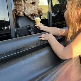 Goldendoodle Puppies from Kzoo Goldendoodles