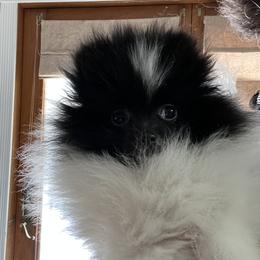 AKC ROMEO - Black parti male Pomeranian puppy in Watkins Glen, New York from Wicked Spirits Pomeranians