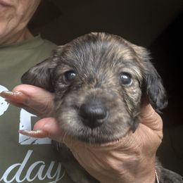 Skipper - Brindle male Dachshund puppy in Happy Valley, Oregon from Logan’s Lowriders