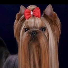 Yorkshire Terriers from Yorkies Boutique