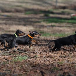 Manchester Terrier Puppies from MosaicManchesters.com