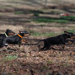 Manchester Terrier Puppies from MosaicManchesters.com