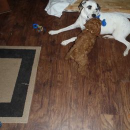 Poodle Puppies from Barren Bluff Kennels