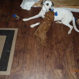 Poodle Puppies from Barren Bluff Kennels