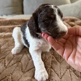 Frenchie - Parti female Poodle puppy in Washington, Pennsylvania from Patriotic Poodles