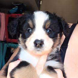 Sierra - Black tri female Miniature American Shepherd puppy in Vivian, Louisiana from Jem Miniature American Shepherds