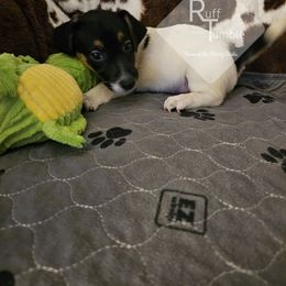 Boy 3 - Tri-color male Russell Terrier puppy in Harvel, Illinois from Ruff and Tumble Russell Terriers