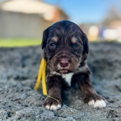 Cali1 (California) yellow - female Golden Mountain Doodle puppy in Twin Falls, Idaho from Magic Valley Family Doodles