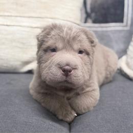 Blaine - Lilac dilute male Chinese Shar-Pei puppy in Lehigh Acres, Florida from Florida Wrinkles
