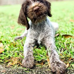 German Wirehaired Pointer Puppies from Afterhours German Wirehaired Pointers