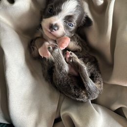 Bentley - Silver and white male Chihuahua puppy in Scranton, Pennsylvania from Grammy Farm