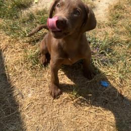 Labrador Retriever Puppies from Creekside Canines
