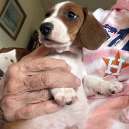 Dachshund Puppies from Cains River Valley Dachshunds