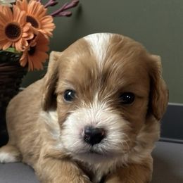 Jason - Apricot male Cavapoo puppy in Oklahoma from Rocky Oak Cavaliers & Biewer Terriers LLC