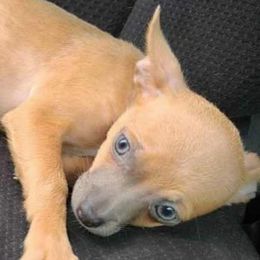 CoCo - Chihuahua