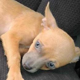 CoCo - Chihuahua