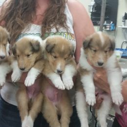 Collie Puppies from Gambit Collies