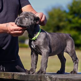 Cane Corso Puppies from Black Knight Cane Corso