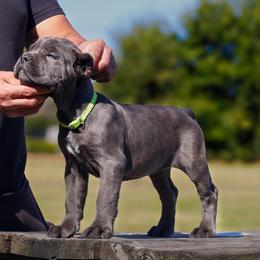 Cane Corso Puppies from Black Knight Cane Corso