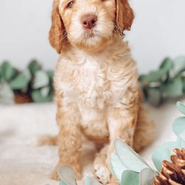 Goldendoodle Puppies from Summer Sun Doodles