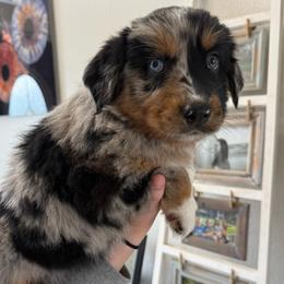 Twix - Black tri-color female Australian Shepherd puppy in Weeki Wachee, Florida from Ace of Spades Australian Shepherds