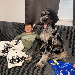 Miles - Merle male Goldendoodle puppy in Eureka, California from North Coast Doodles