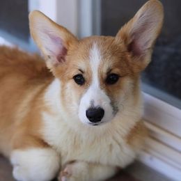 PLAYBOY - Pembroke Welsh Corgi