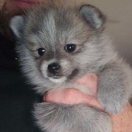 Pomsky Puppies from Kacy Dunckhorst